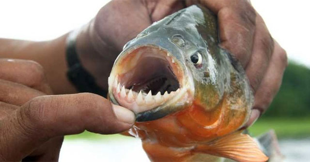 Sự Thật Về Cá Piranha: Đằng Sau Huyền Thoại Đáng Sợ