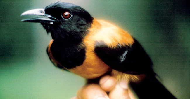 Khám Phá Loài Chim Có Độc Độc Nhất Thế Giới Tại Papua New Guinea