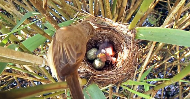 Khám Phá Hành Trình Đáng Kinh Ngạc Của Chim Tu Hú