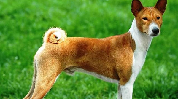 Khám Phá Những Giống Chó Nguy Hiểm Trên Thế Giới