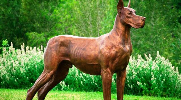 Khám Phá Những Giống Chó Nguy Hiểm Trên Thế Giới