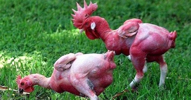 Khám Phá Giống Gà Không Lông Đầu Tiên Trên Thế Giới
