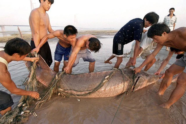 Phóng sinh cá tầm Trung Quốc được bắt ở lưu vực sông Dương Tử vào tháng 8/2000.