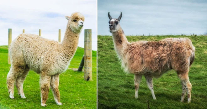 Alpacas và Lạc Đà Không Bướu