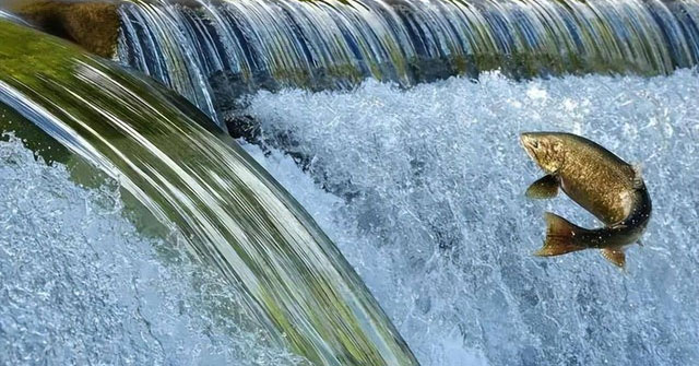 Khám Phá Hành Trình Di Cư kỳ Diệu Của Cá Hồi