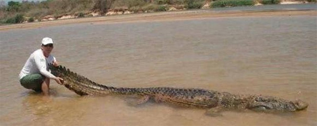 Cá sấu Caiman.
