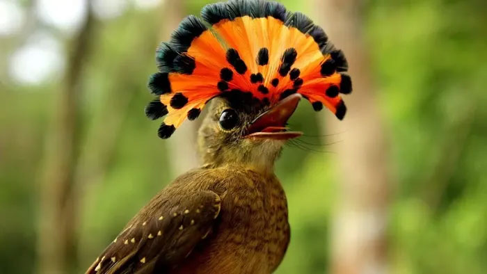 Chim đớp ruồi hoàng gia Amazonia
