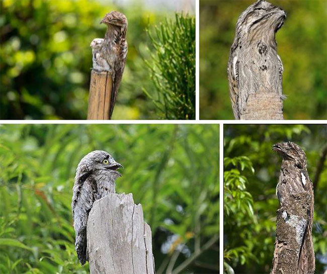 Chim Potoo có khả năng ngụy trang