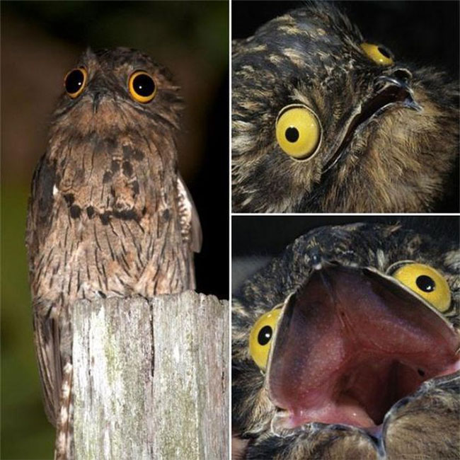 Chim Potoo xấu số 2