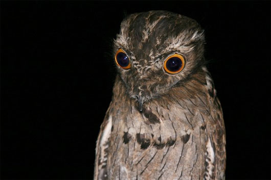 Chim potoo