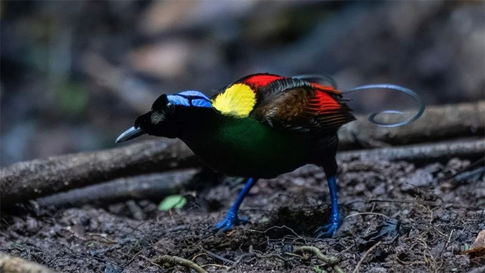 Chim thiên đường Wilson
