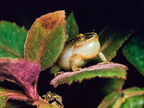 Nhái Coqui