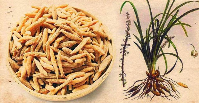 Mạch Môn: Thảo Dược Tự Nhiên Giúp Tăng Cường Sức Khỏe
