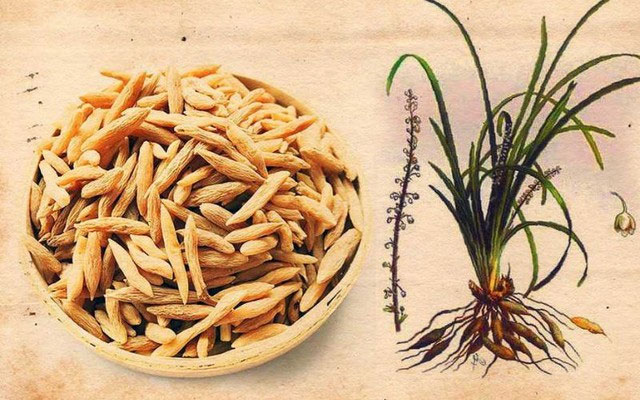 Mạch môn được trồng ở Việt Nam với nhiều công dụng.