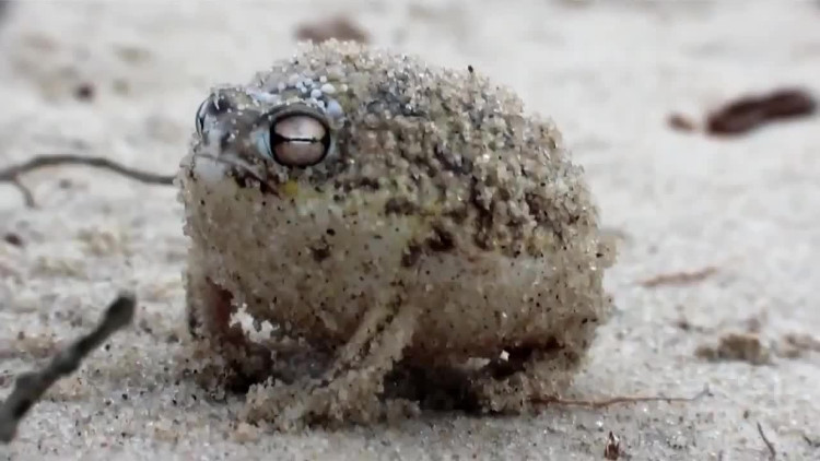 desert-rain-frog Chúng phát ra những âm thanh