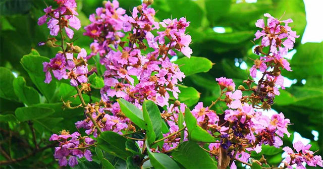 Khám Phá Lợi Ích Sức Khỏe Của Cây Bằng Lăng