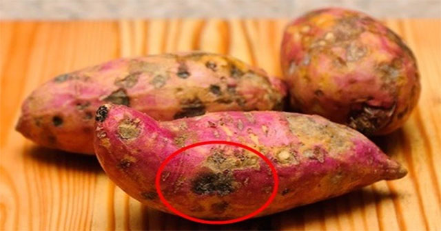 Khám Phá Nguyên Nhân Khiến Khoai Lang Bị Hà Và Cứng
