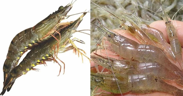 Phân Biệt Tôm và Tép: Những Điều Cần Biết Để Không Nhầm Lẫn