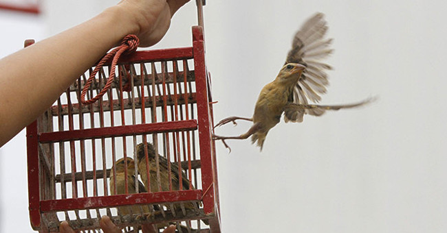 Những Điều Cần Biết Về Nghi Lễ Phóng Sinh: Từ Ý Nghĩa Đến Thực Hành