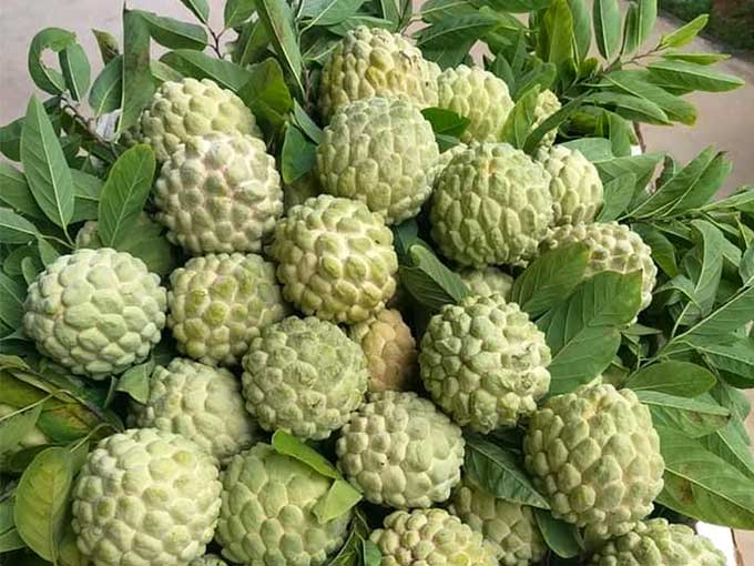 Ăn quả na đúng cách để đạt được lợi ích tối đa.