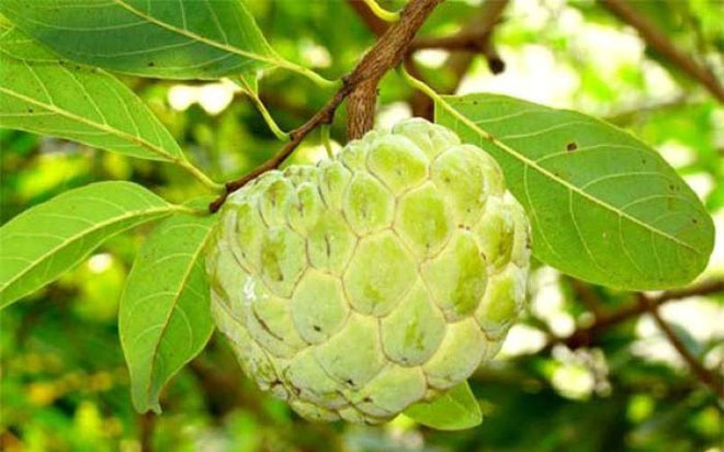 Quả Na chứa nhiều hợp chất tốt cho sức khỏe tim mạch.