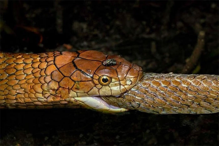 Rắn hổ mang chúa đang săn mồi