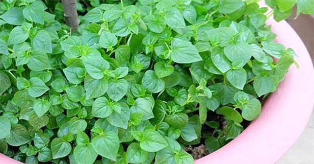 Khám Phá Những Công Dụng Đáng Ngạc Nhiên Của Rau Càng Cua