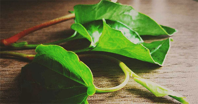 Khám Phá Công Dụng Tuyệt Vời Của Rau Diếp Cá Trong Điều Trị Tiểu Đường