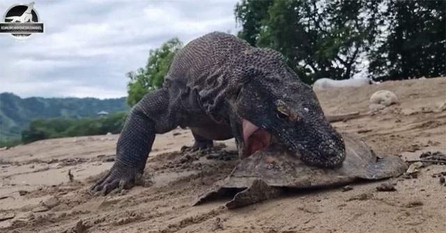 Khám Phá Đặc Điểm Đáng Sợ Của Rồng Komodo Khi Săn Mồi