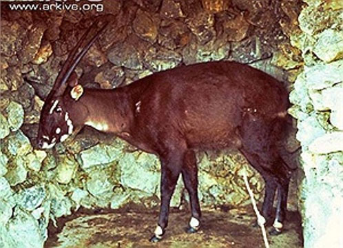 Con sao la còn sống đầu tiên được bắt giữ vào năm 1996 tại Lào Bất ngờ phát hiện sao la tại Việt Nam sau 15 năm vắng bóng