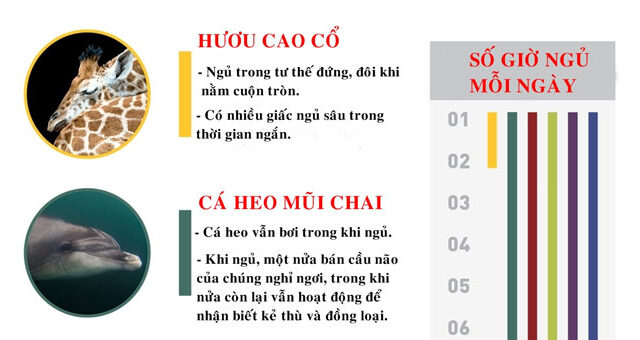 Khám Phá Những Tập Tính Ngủ Đặc Biệt Của Động Vật