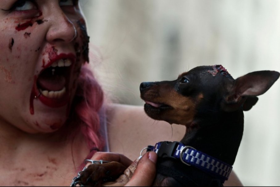 Zombie cũng sẽ bị động vật tấn công Zombie cũng sẽ bị động vật tấn công