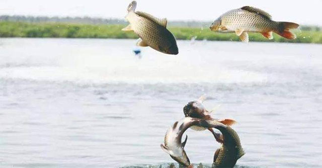 Tại sao cá nước ngọt không biến mất khi sông đổ ra biển: cơ chế sinh tồn và hành vi di cư