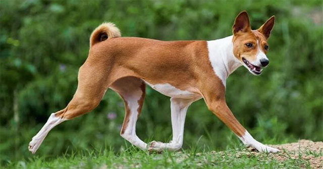 Khám Phá Giống Chó Basenji: Loài Chó Không Sủa và Khó Đào Tạo