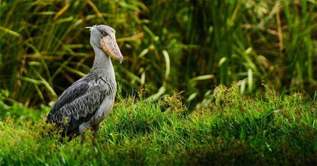 Cò mỏ giày: Kẻ săn con mồi giữa đầm lầy và chiếc mỏ độc nhất châu Phi