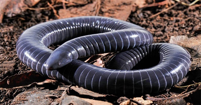Tuyến nọc độc caecilian: Bằng chứng mới và hệ quả cho sự tiến hóa của lưỡng cư