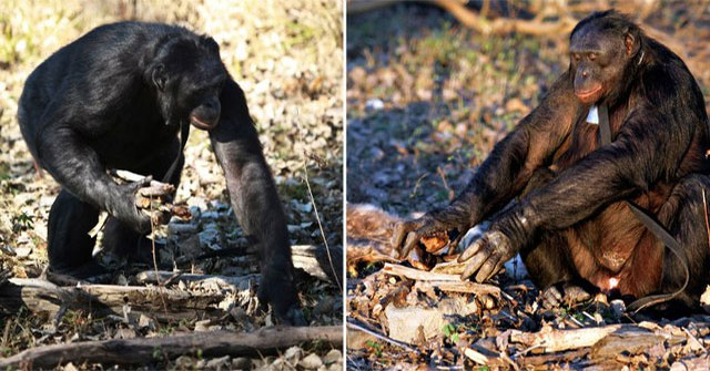 Kanzi bonobo: Khi một con tinh tinh thể hiện ngôn ngữ và kỹ năng sinh tồn khác thường